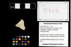 Foto (Objekt + Etikett) von Pithonoton marginatum (von Meyer, 1842)  (NHMW-GEO-2014-0194-0702)